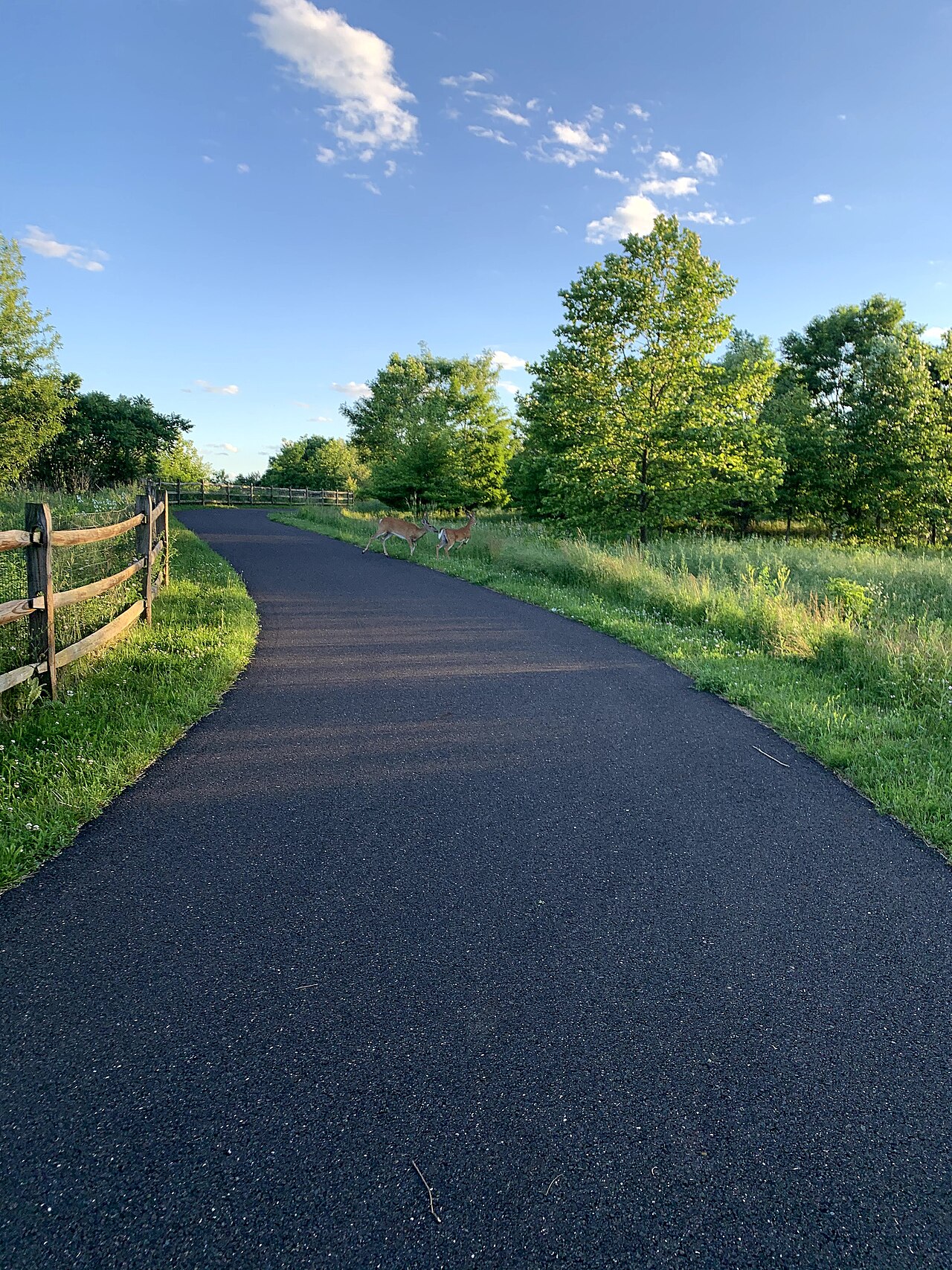 Deer standing on the US 202 Parkway Trail in Bucks County