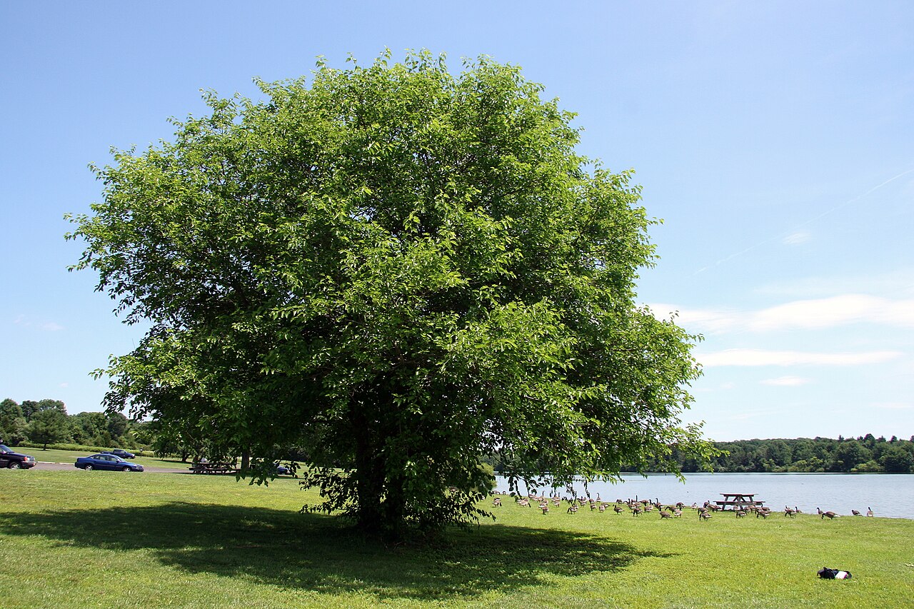 Shoreline at Nockamixon State Park with a tree leaning over the water