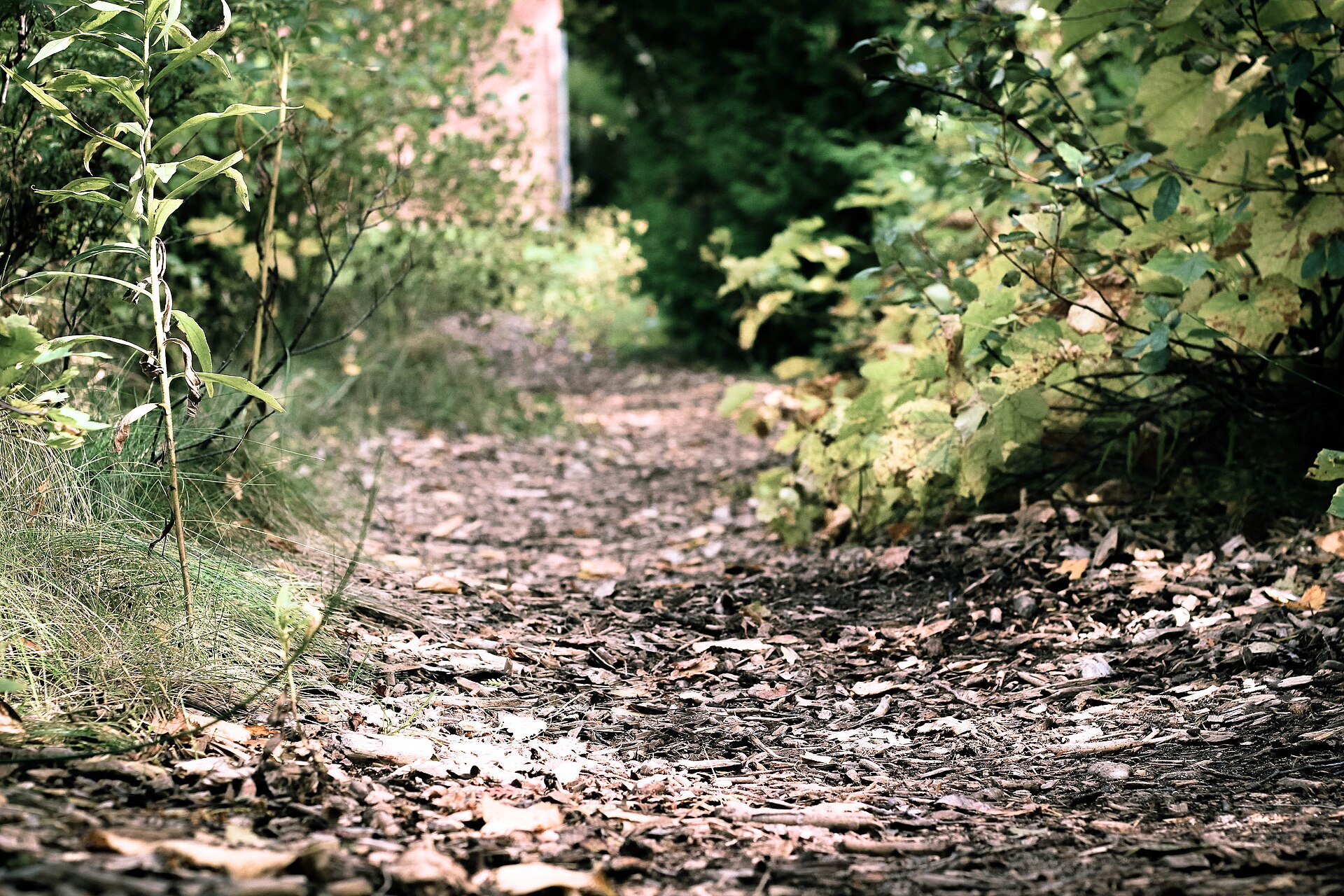Autumn trail through trees