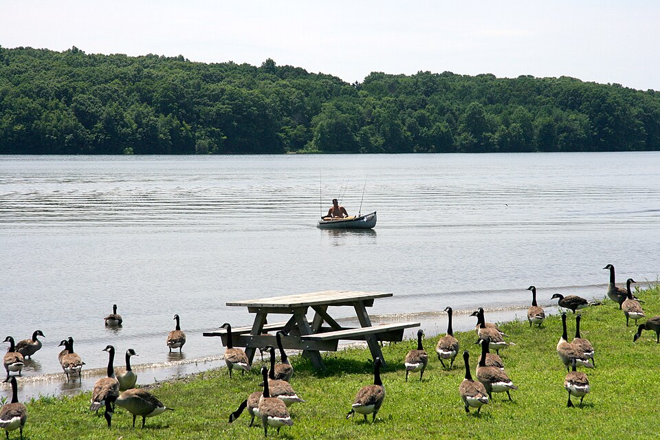 Geese at a Bucks County park